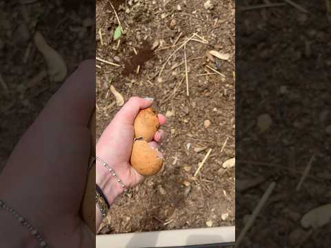 egg crunching asmr pt. 2! #asmrcrunch #asmrcrumble #farmlife #sustainability #eggs