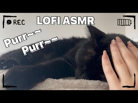 Lofi Kitty ASMR | Cat + Tree (Tapping, Scratching, Petting, Purring, etc.)