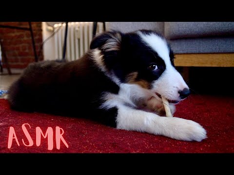 ASMR | 🐶BORDER COLLIE PUPPY eats his favorite bone 🍖