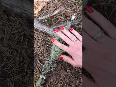 ASMR Crinkly Nature Sounds | Red Nails (No Talking)  #shorts