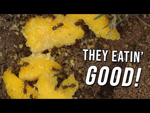 Feeding Backyard Ants Boiled Egg Yolk