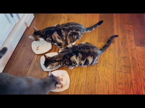 CAT FOOD REVIEW - BY CATS! WATCH AS OUR CATS CHOOSE BETWEEN 3 FANCY FEAST OPTIONS!!