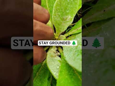earth grounding #asmr #asmrsounds #asmrvideo #nature #grounded #grounding #motherearth #fy #fyp