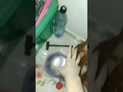 dando comida para o meu gato de madrugada tentando não acordar os outros missão impossível!!! #gato