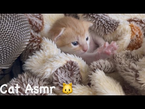 Cat ASMR in 1 minute