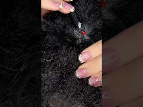 afro hair bugs searching #asmr #satisfying #visualtingle #relax #tingles