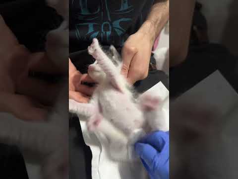 Night routine with a 5 weeks old kitten 🩵🥹 #kitten #rescuekitten #nightroutine