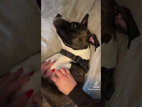 Doggo scratches #asmrdog #asmrshorts #asmrbrushing #asmrscratching #asmrpuppys #asmrbrush #asmrsleep