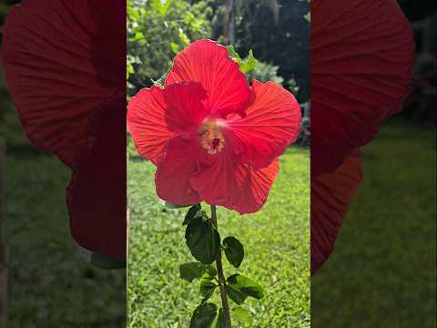 Glorious Blossoms!