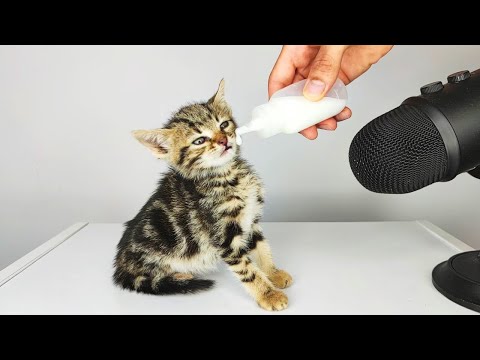 Kitten drinking milk ASMR