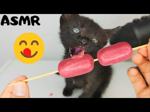 Kitten eating Sausage ASMR [ Part 8 ]