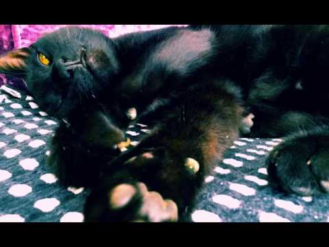 [[ASMR]⌚] 5⃣ 6⃣:.4⃣3⃣ minutes  TAPPING SOUNDS💓TINGLES💤RELAXING💤