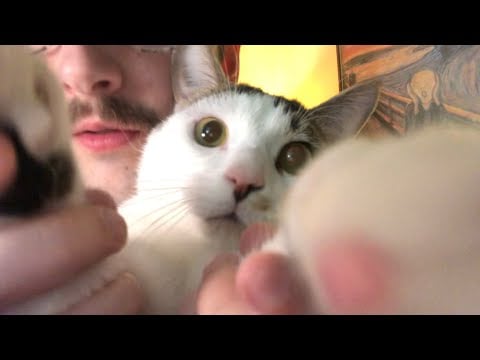 ASMR Can You Feline This? (1 Minute Roleplay)