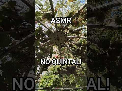 ASMR AO AR LIVRE #asmr #asmrsounds #relax #visualtingle #asmrvideo #softspoken #outdoorasmr