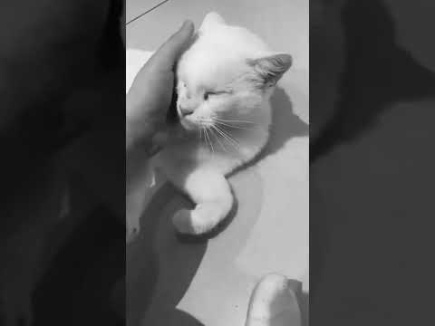 💤KITTEN ASMR! Meet Pixie🧚🏻‍♂️ Purring sounds (and my loud breathing in the background lol)💤