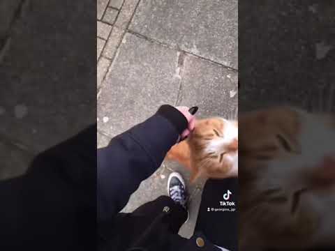 this kitty followed me 🐱 #cat #kitty #kitten #animals #animalsofinstagram #animalsvideo #foryou