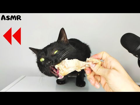 REVERSE ASMR Cat eating Chicken Drumstick