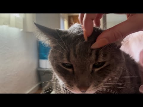 LOFI ASMR PETTING MY CAT NO TALKING ✨💞 ~ cat purring + scratching sounds