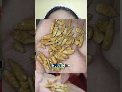 Review Cobain Kuaci Kupas - Trying Peeled Sunflower Seeds 🌻 #asmr #review #snacks