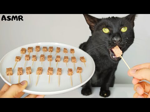 Cat eating Food ASMR