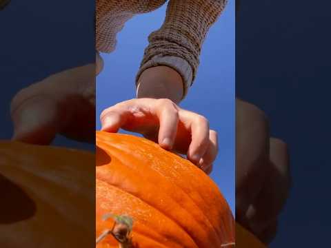 Pumpkin tapping #asmr #asmrsounds #asmrshorts #shorts #visualasmr #raeasmr #visualtriggers #relaxing