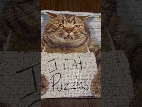 ASMR Scratching On A Cat Puzzle | (No Talking) #ASMR #Shorts