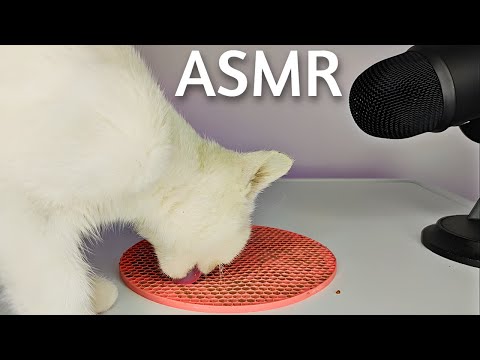 Cat Licking Eating Food ASMR MUKBANG