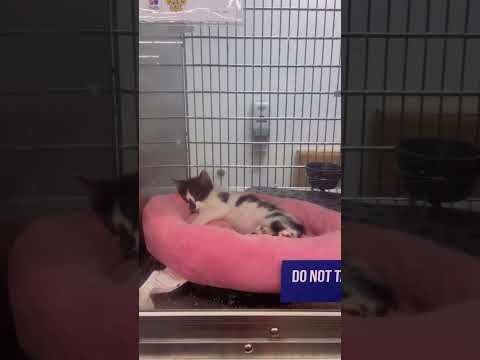 ADOPTING A KITTEN🤍😍🥰 FROM PETSMART#kittenadoption
