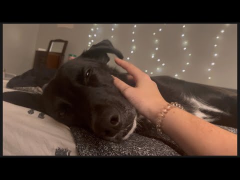 ASMR Scratching My Dog  🐶🐾🥰