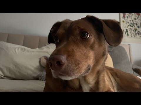 Giving my dog ASMR until he falls asleep (lo-fi) + clicky whispering