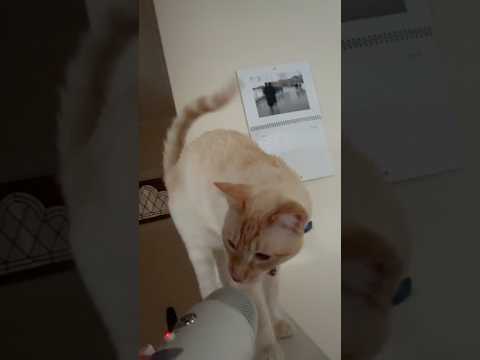 #asmr with my cat #catasmr