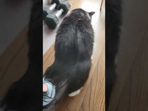 Cat Brushing #asmr