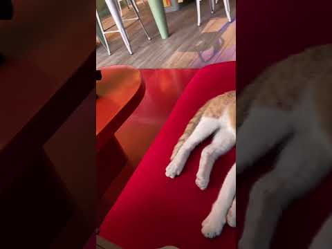 cats and songs