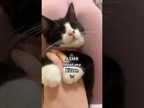 meet Chloe shes so cute♥️♥️. #asmr #asmrcameratapping #asmrpets #asmrsounds #shorts