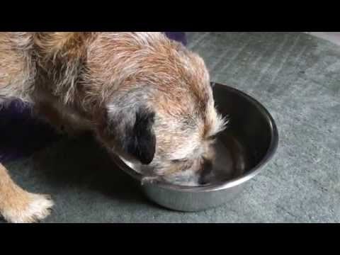 ASMR for/with Doggies ♥ drinking water ▽･ｪ･▽ﾉ”