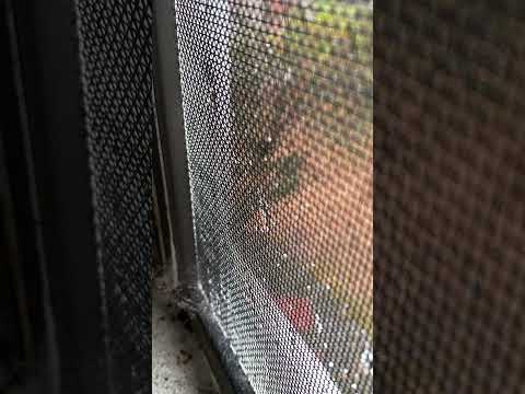 Sound of rain, dirty windowsill, cobweb #asmr