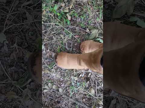 ASMR A Little Escape Into Nature | Outdoor Ambience & Gentle Cat Purrs (No Talking)