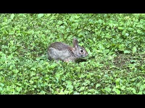 A young Eastern Cottontail rabbit