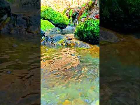 heavy nature sounds #shorts #ambience #nature