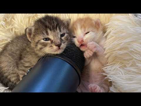 Baby kittens first ASMR microphone experience