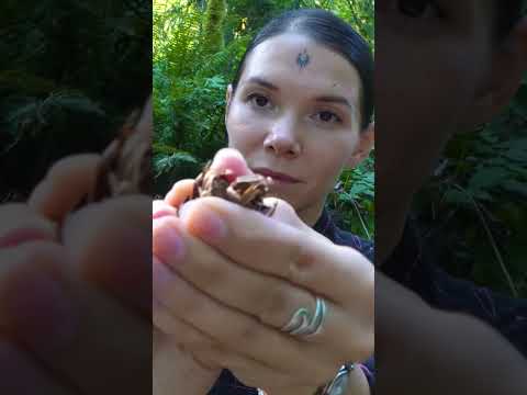 [no ads] ASMR Self-Massage in the Forest | Quiet Speaking & Nature Sounds