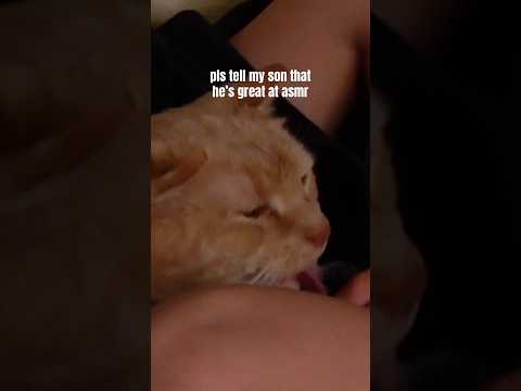cat asmr = best asmr 🐱🐈😴💤 #asmr #cat #catasmr