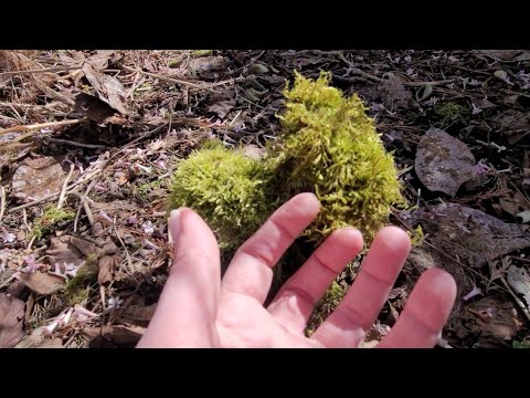 ASMR Whispered Walk And Tap Outside | Lo-fi