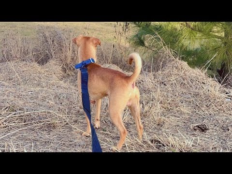 Nature walk with my rescue dog 🐶🤍EATS PUP CUP for the first time 🤍😋