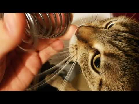 🙌 ASMR KITCHEN TAPPING 🙌 (bonus cat) 😺