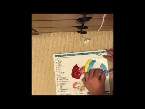 ASMR putting a brain back together! (edited version)