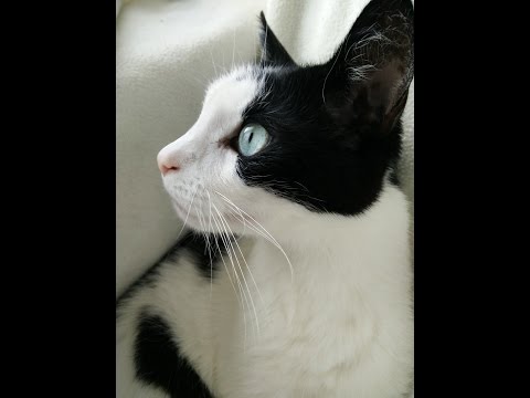 ASMR Intense Cat Purring & Fur Scratching . Whispering . Tongue Clicking