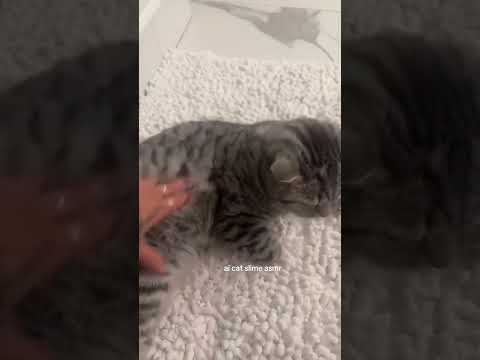 CAT AI SLIME