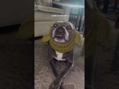 yoda or shrek