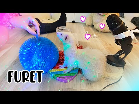 ASMR mon furet fait de l'asmr 🐾 (multi-déclencheurs)